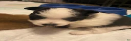 Pomeranian dogs for sale: Pomeranian 1 - Ad 2