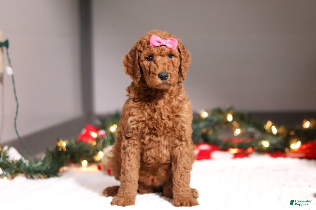Standard Poodle dogs for sale: Lainey - Ad 2