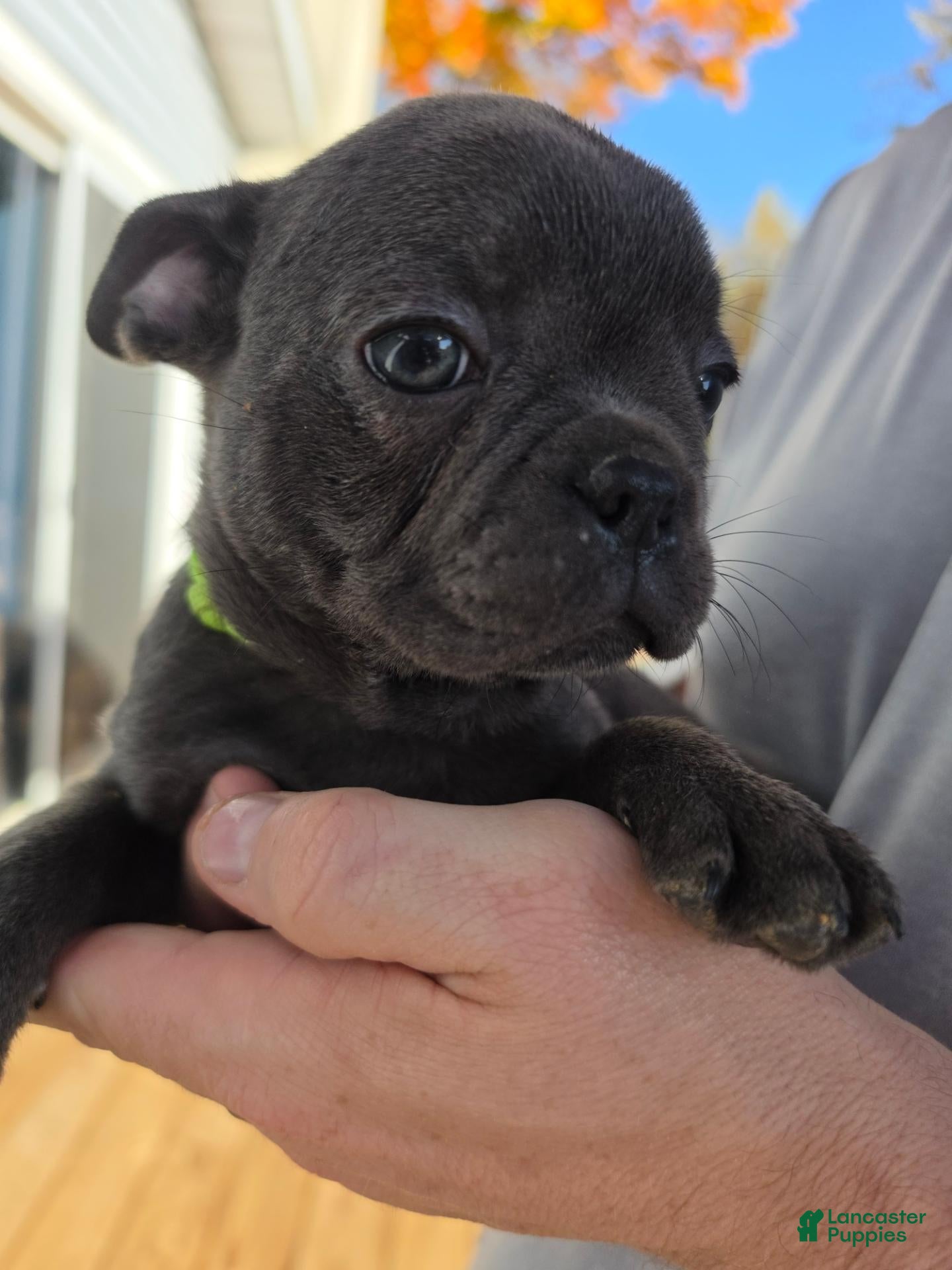 Frenchton dogs for sale: Thunder - Ad 19