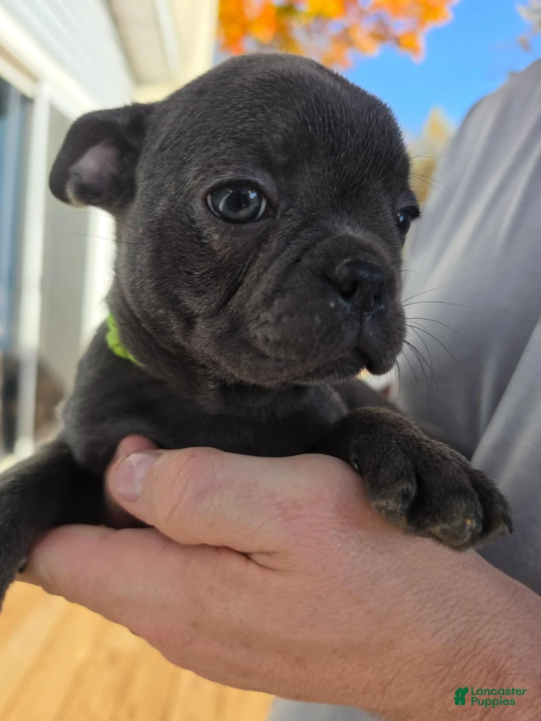 Frenchton dogs for sale: Thunder - Ad 1