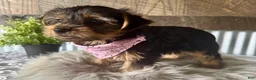 Yorkshire Terrier dogs for sale: Haven - Ad 9