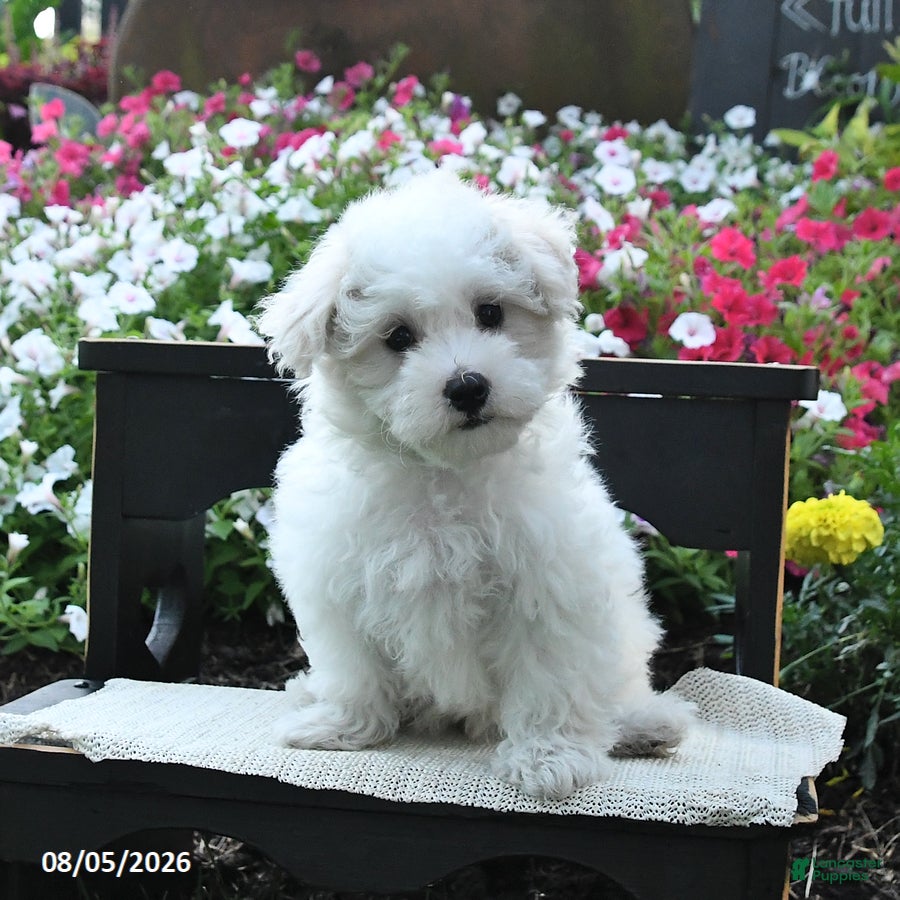 Maltipoo dogs Teddy - Ad 2