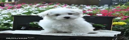 Maltipoo dogs for sale: Teddy - Ad 2