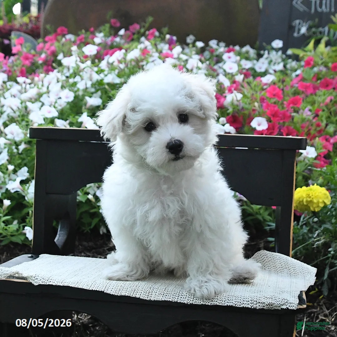 Maltipoo dogs for sale: Teddy - Ad 2
