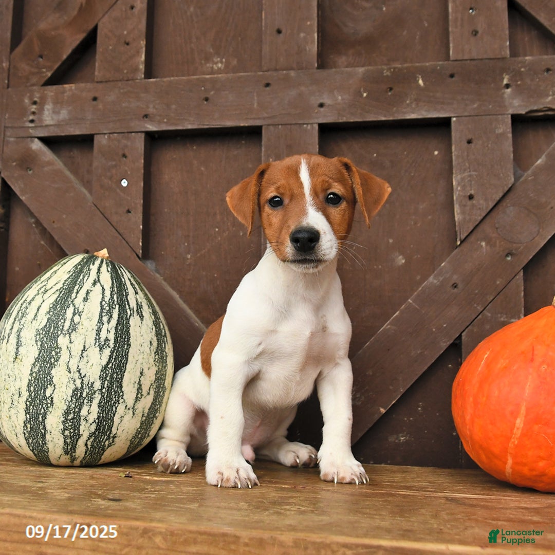 Jack Russell Terrier dogs for sale: Shannon - Ad 9
