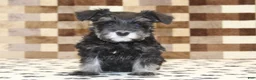Miniature Schnauzer dogs for sale: Pearl - Ad 3