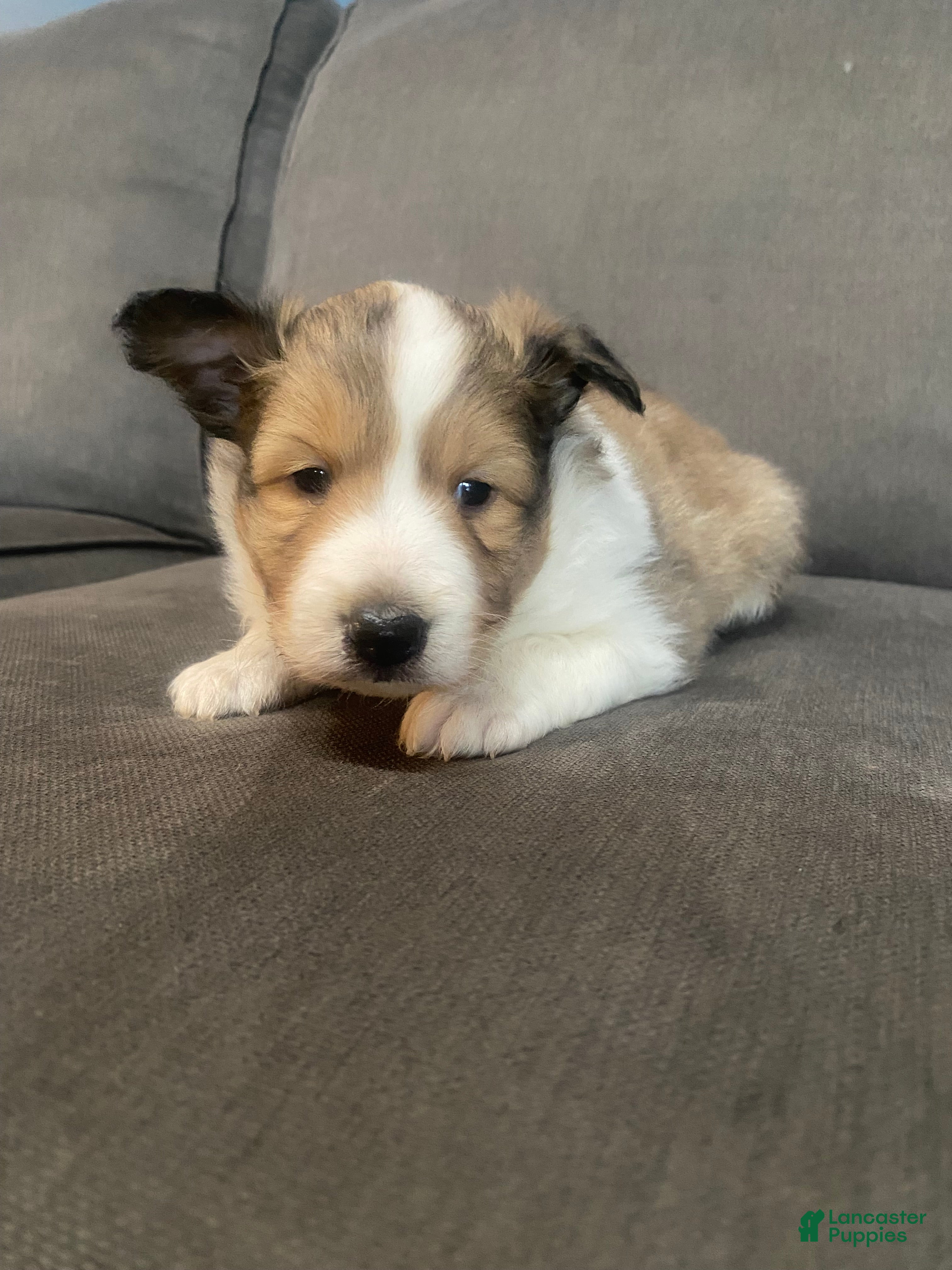 Shetland Sheepdog dogs Shetland Sheepdog Puppy 1 - Ad 1