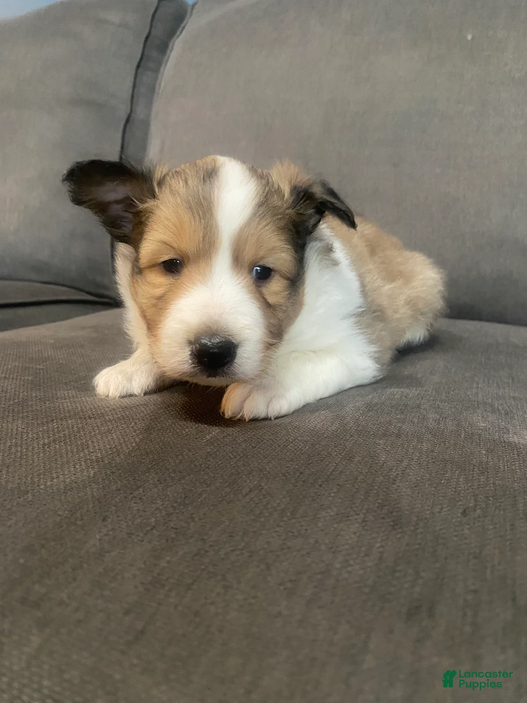 Shetland Sheepdog dogs for sale: Shetland Sheepdog Puppy 1 - Ad 1