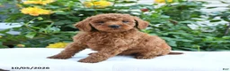 Mini Goldendoodle dogs for sale: Lloyd - Ad 6
