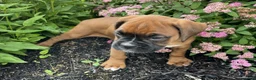 Boxer dogs for sale: Dixie - Ad 4