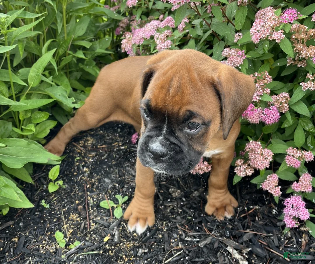 Boxer dogs for sale: Dixie - Ad 4