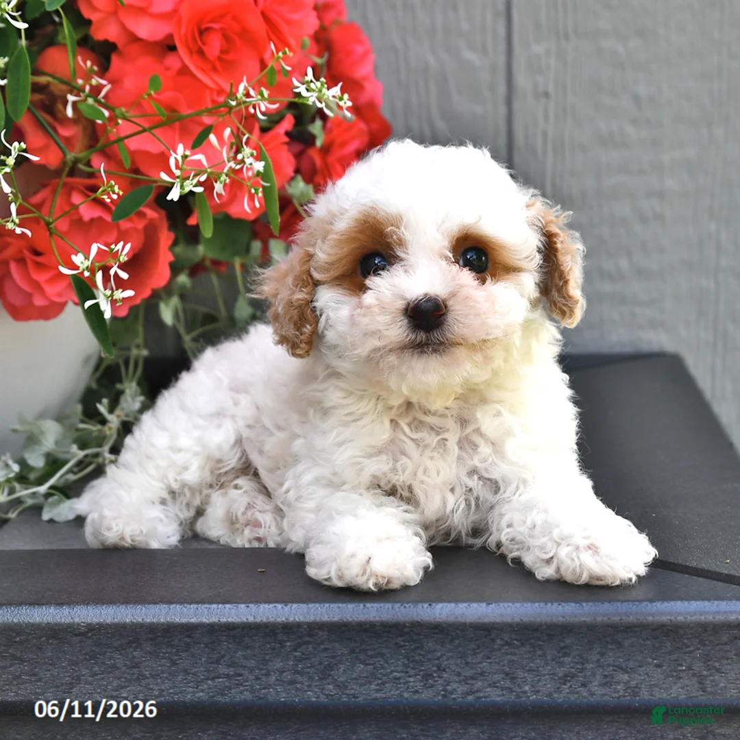 Miniature Poodle dogs for sale: Star - Ad 2