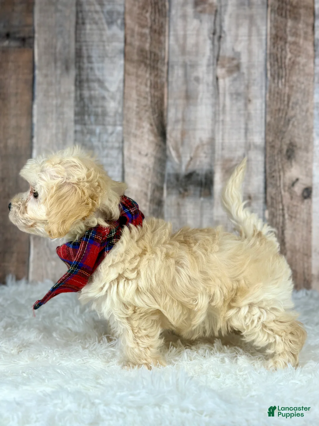 Maltipoo dogs for sale: Girl Annie - 0005 - Ad 2