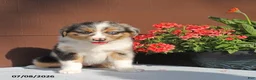 Miniature Australian Shepherd dogs for sale: Ashley - Ad 2