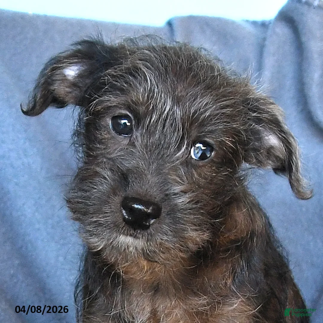 Pomapoo dogs for sale: Biscuit - Ad 3