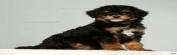 Miniature Poodle dogs for sale: Pepper - Ad 4
