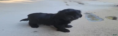 Onyx
