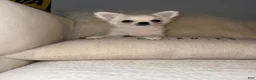Chihuahua dogs for sale:  Puppy 2 - Ad 5