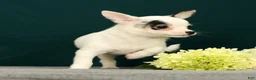 Chihuahua dogs for sale: Patches - Ad 3