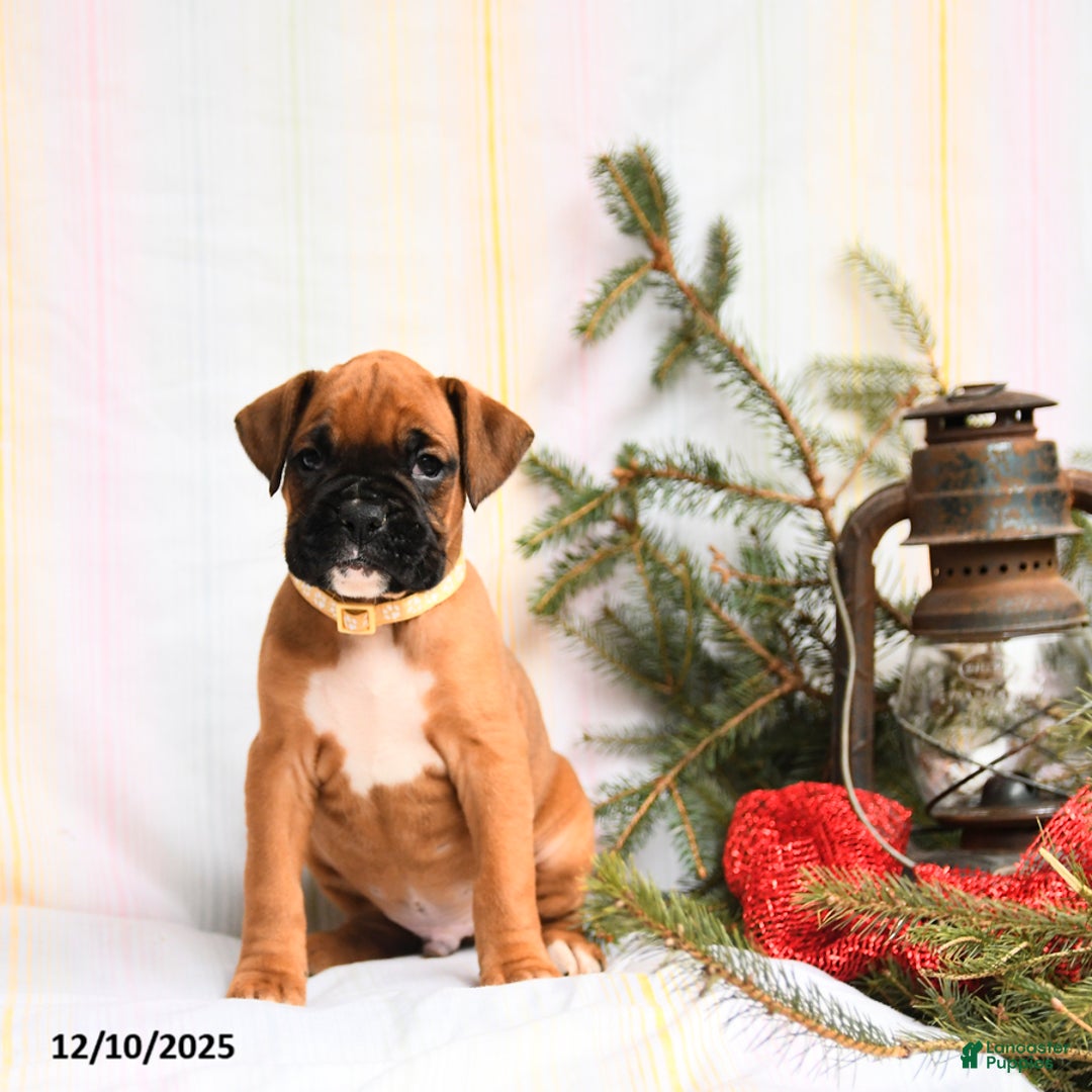 Boxer dogs for sale: Kringle - Ad 2