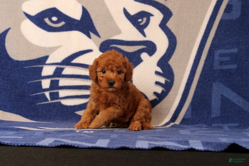 Mini Goldendoodle dogs Raven - Ad 2