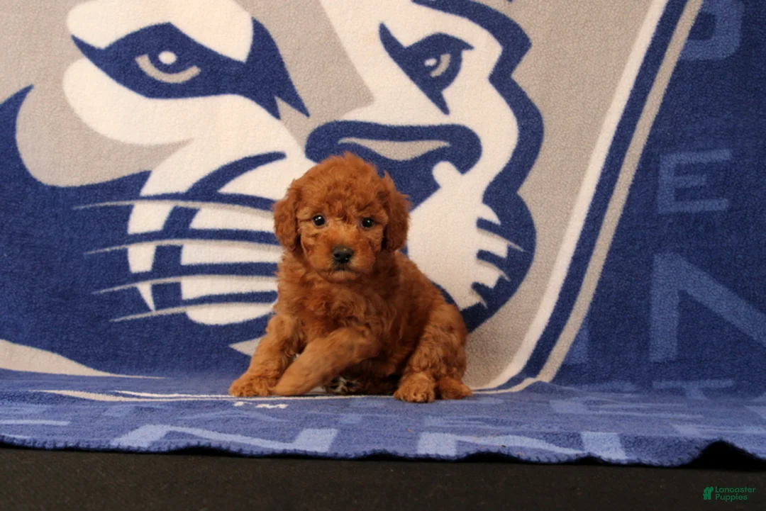 Mini Goldendoodle dogs for sale: Raven - Ad 2