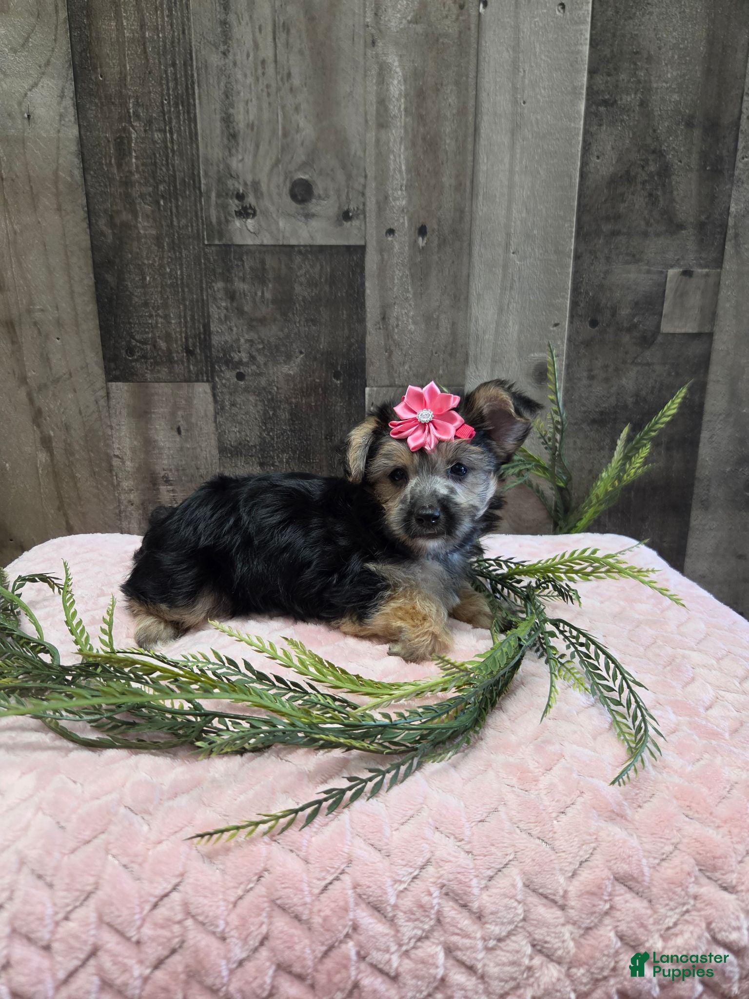 Morkie dogs Mango - Ad 1