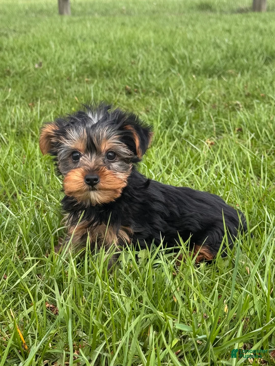 Yorkshire Terrier dogs for sale: York - Ad 5
