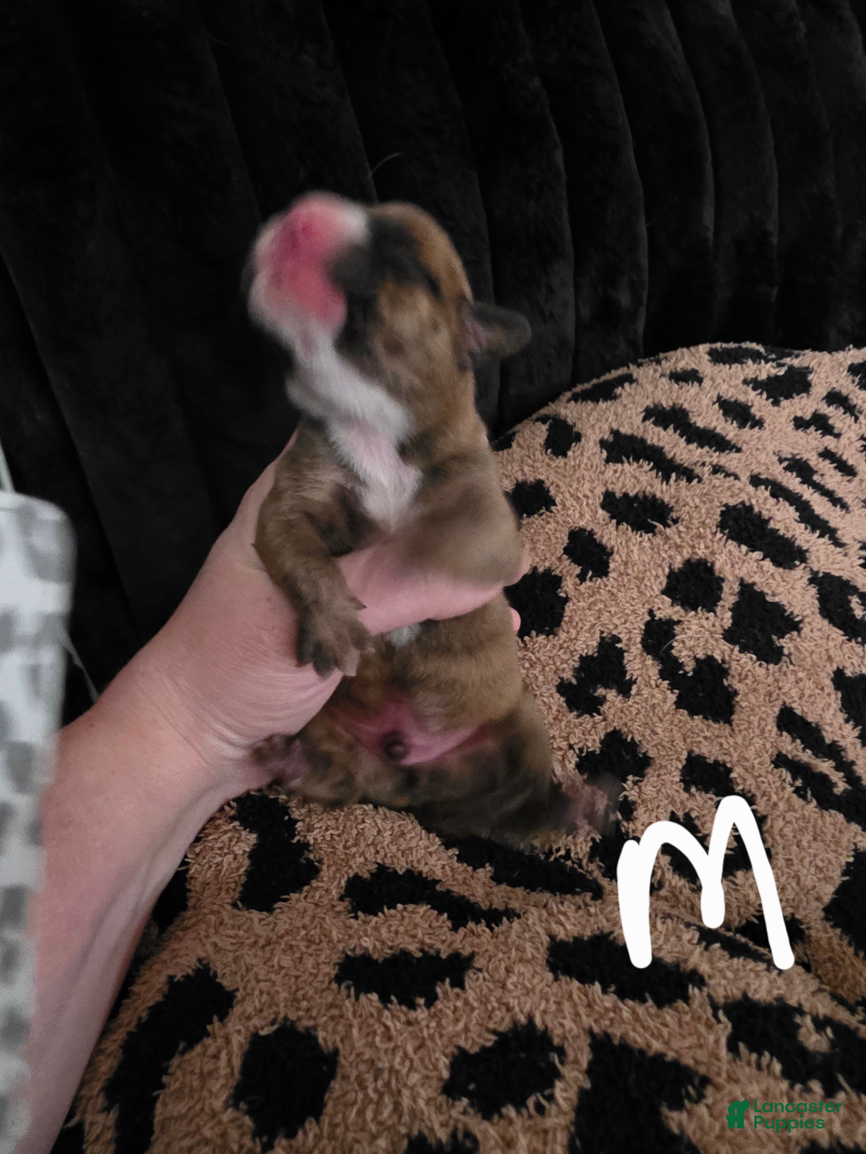 Beabull dogs Puppy 2 - Ad 19