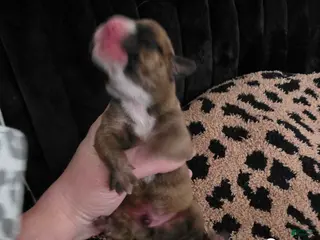 Beabull dogs Puppy 2 - Ad 19