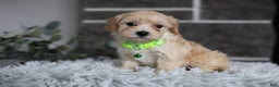Maltipoo dogs for sale: Sawyer - Ad 5