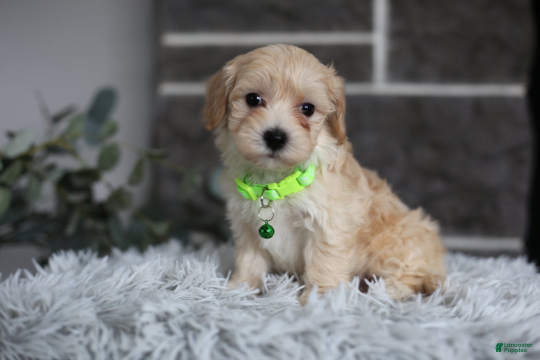 Maltipoo dogs for sale: Sawyer - Ad 5