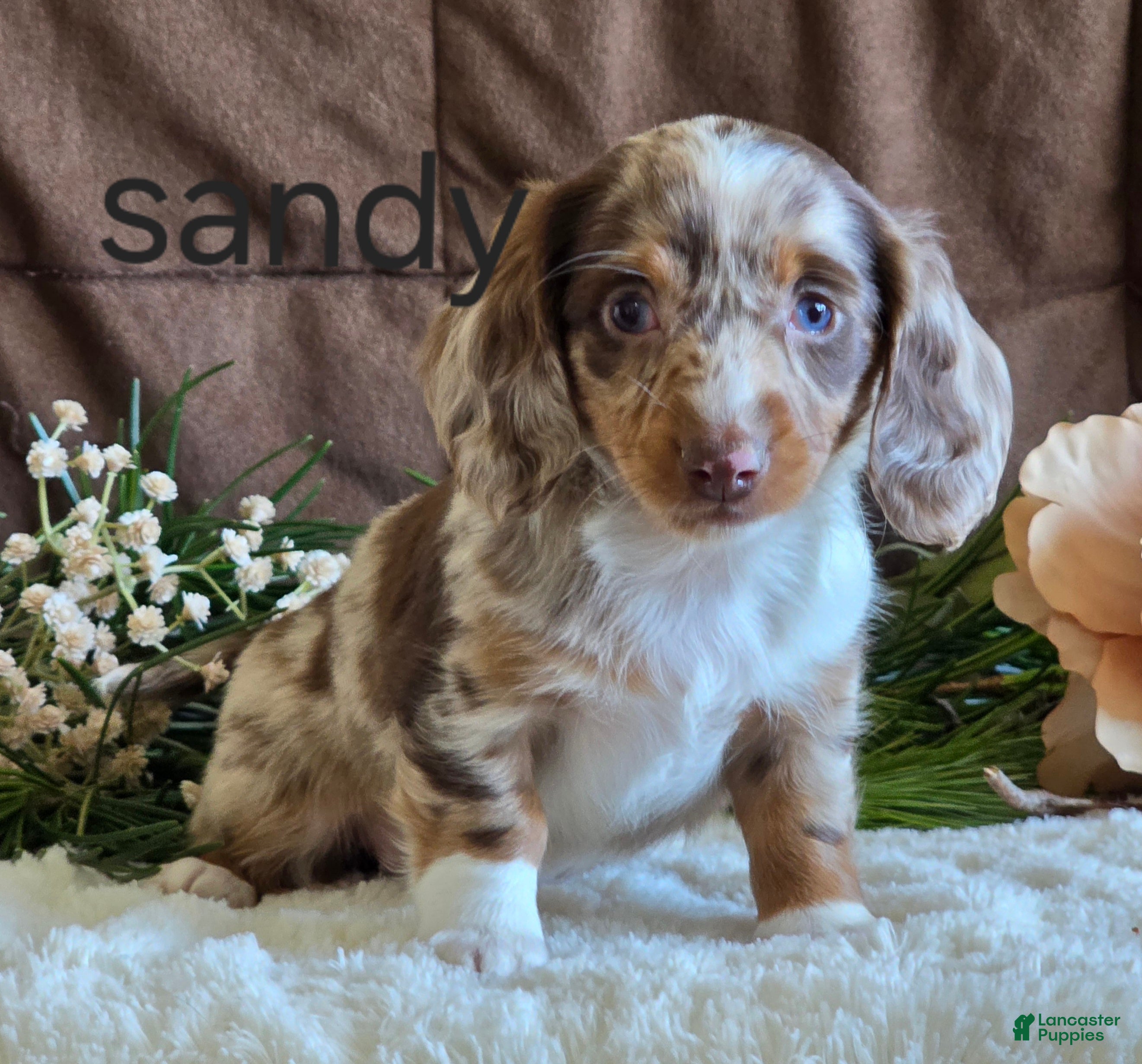 Miniature Dachshund dogs Sandy - Ad 42