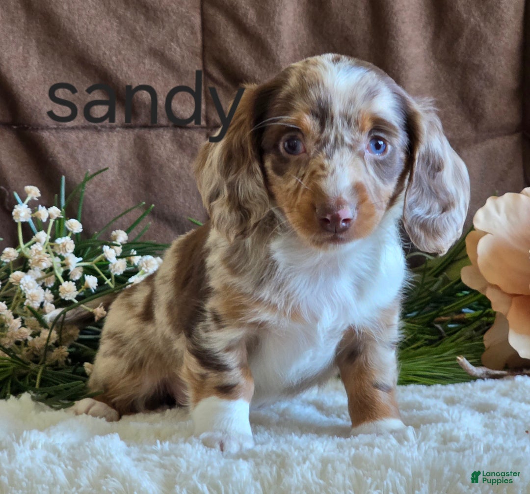 Miniature Dachshund dogs for sale: Sandy - Ad 1