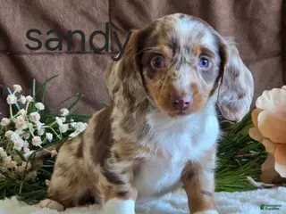 Miniature Dachshund dogs Sandy - Ad 22
