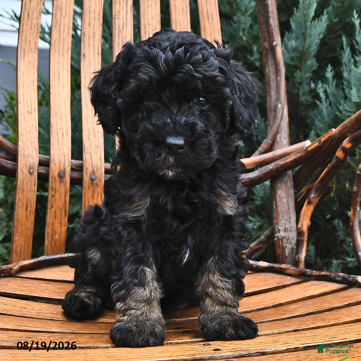 Miniature Poodle dogs Raine  - Ad 1