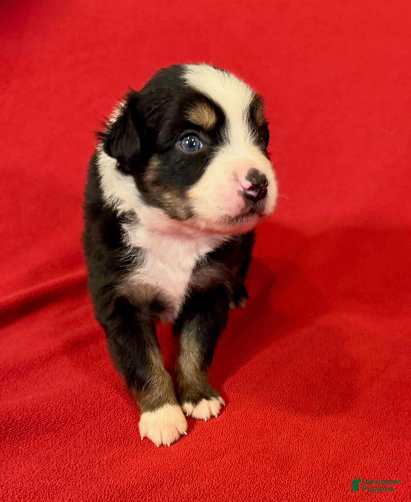 Miniature Australian Shepherd dogs Boy 3 - Ad 1