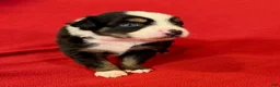 Miniature Australian Shepherd dogs for sale: Boy 3 - Ad 1