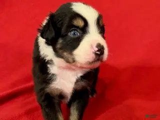 Miniature Australian Shepherd dogs Boy 3 - Ad 1