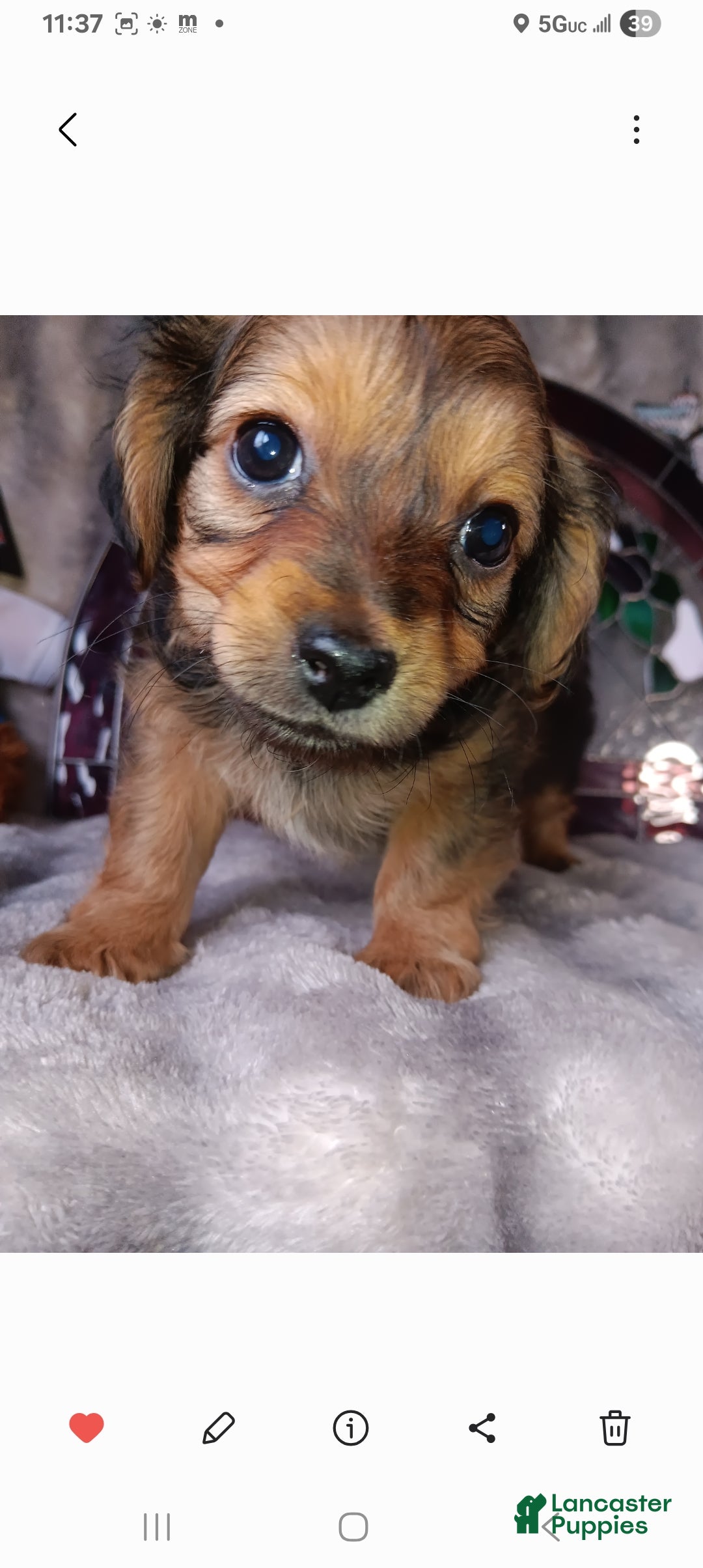 Yorkshire Terrier dogs Yorkshire Terrier Puppy 1 - Ad 2