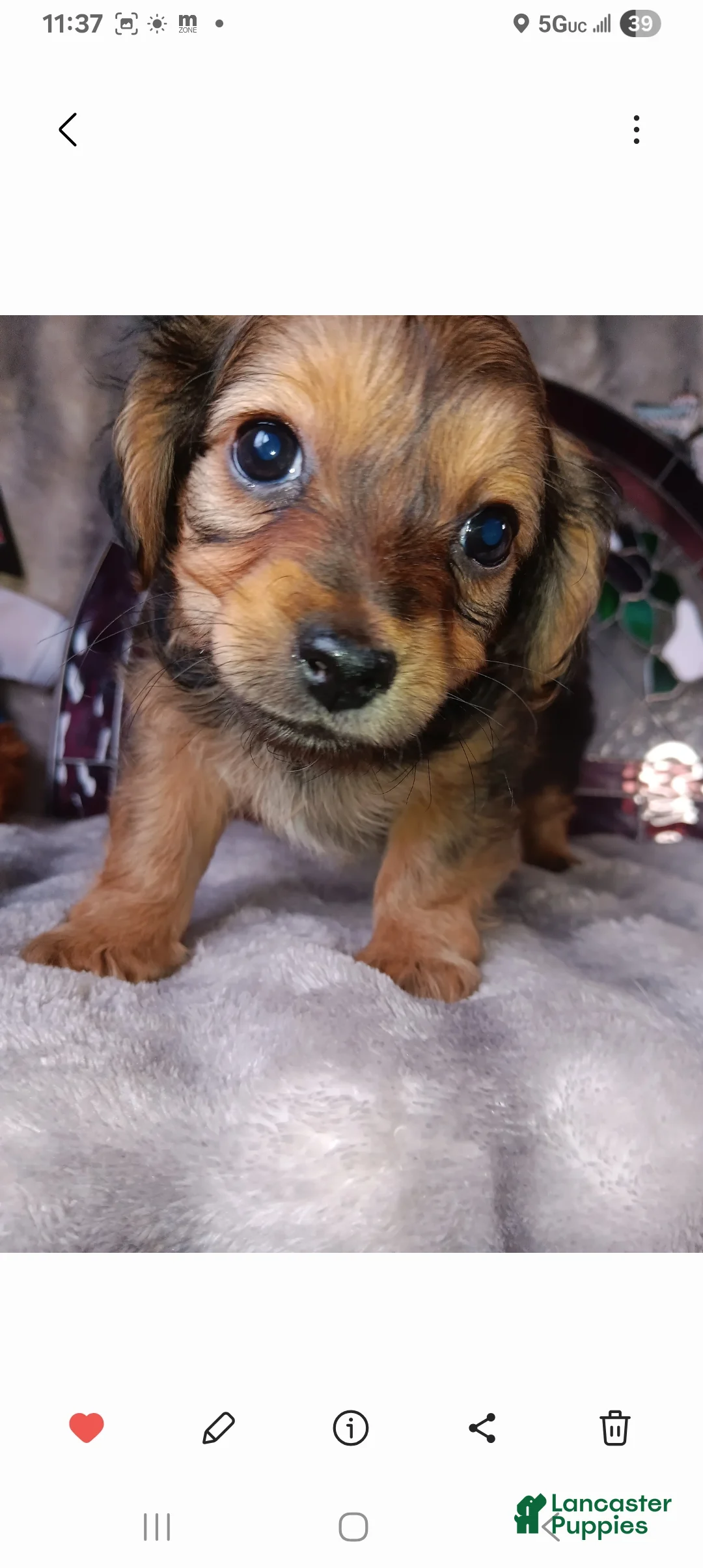 Yorkshire Terrier dogs for sale: Yorkshire Terrier Puppy 1 - Ad 2