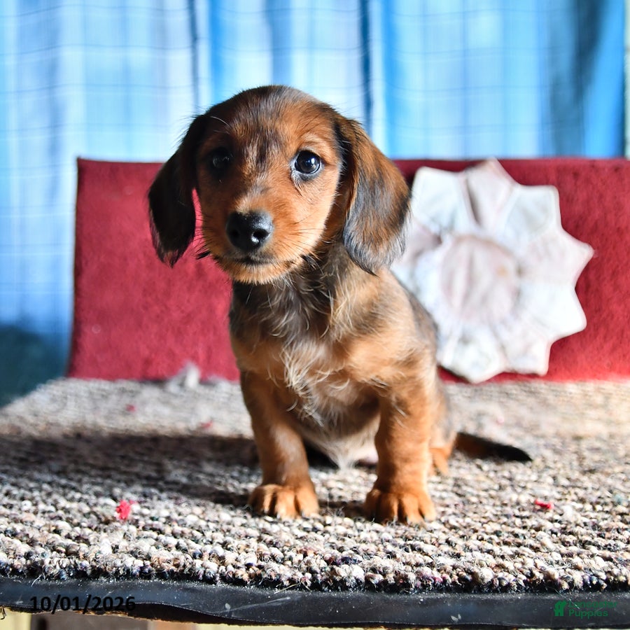 Mixed Breed dogs Judy - Ad 1