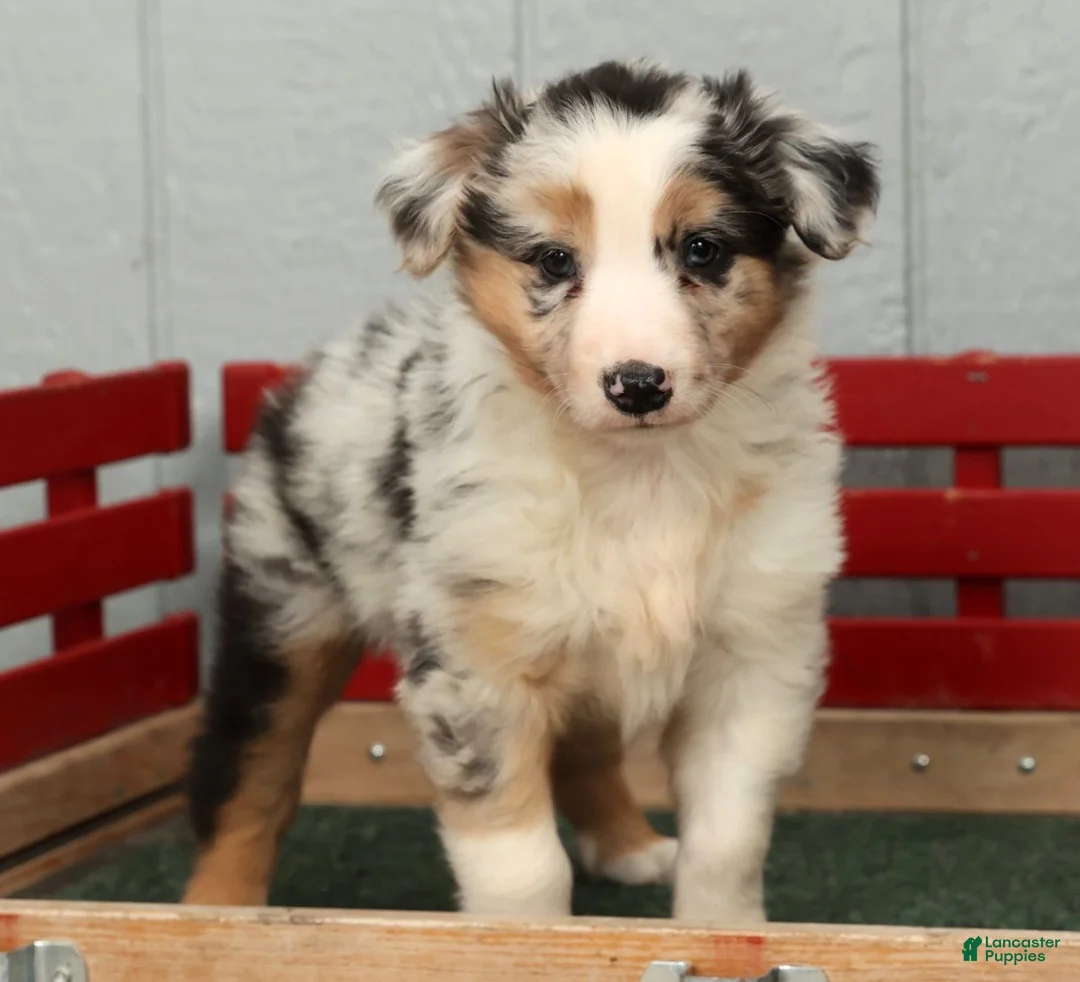 Australian Shepherd dogs for sale: Gary - Ad 4