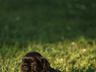 Mixed Breed dogs - Ad 29