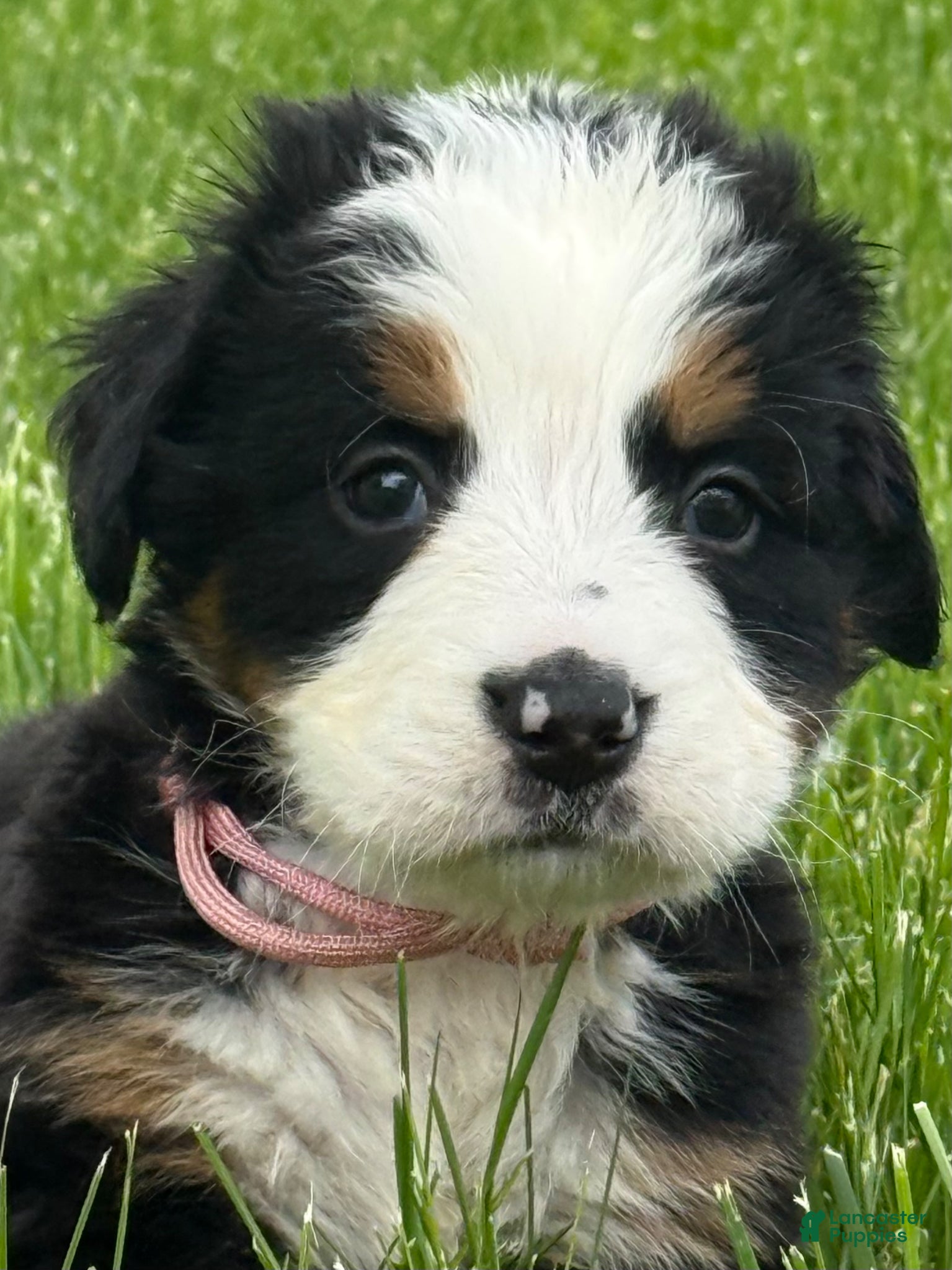 Bernese Mountain Dog dogs for sale:  Ms pink Bernese Mountain Dog Puppy 5 - Ad 1