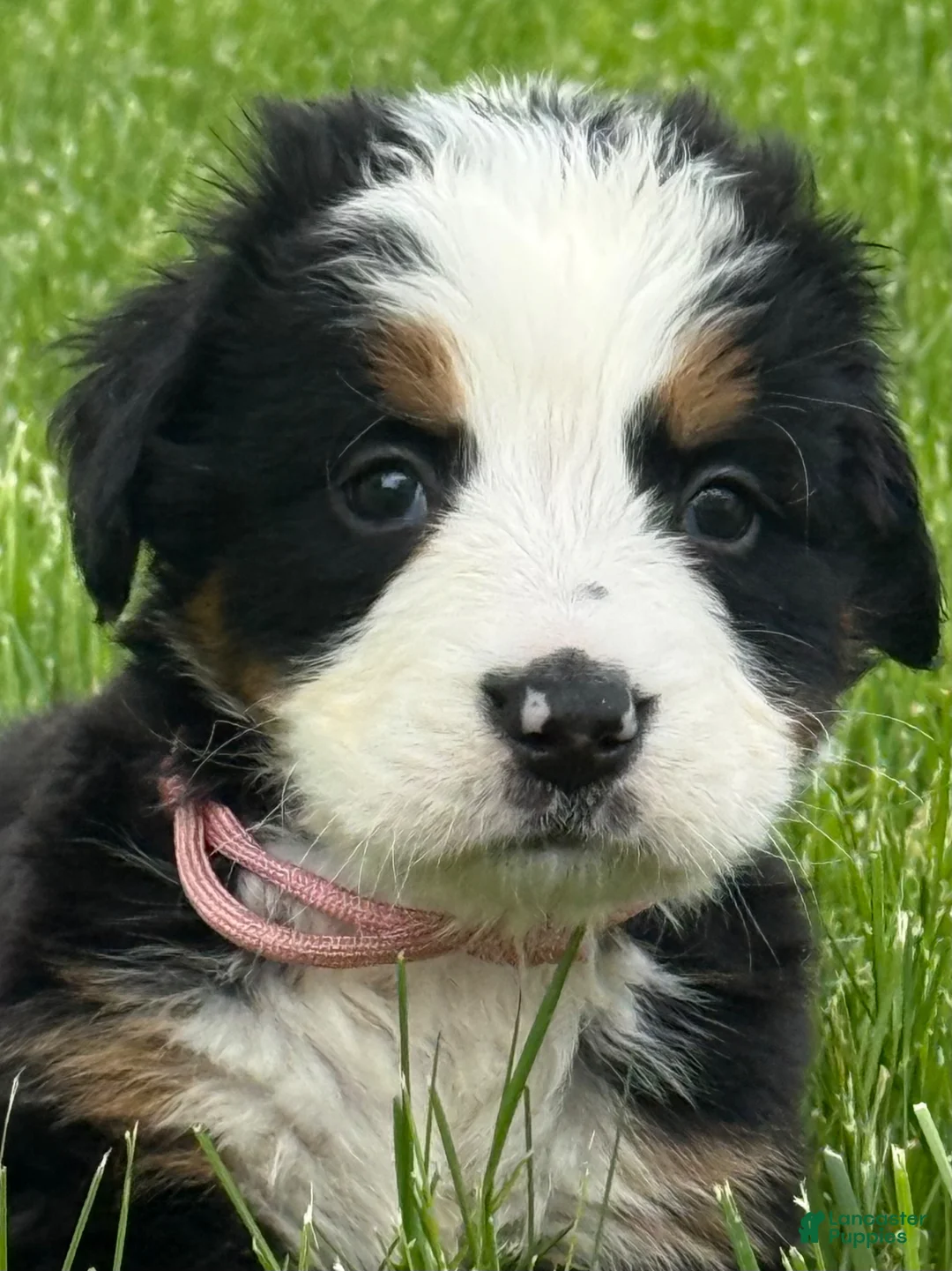 Bernese Mountain Dog dogs for sale:  Ms pink Bernese Mountain Dog Puppy 5 - Ad 1