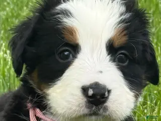 Bernese Mountain Dog dogs Ms pink Bernese Mountain Dog Puppy 5 - Ad 22