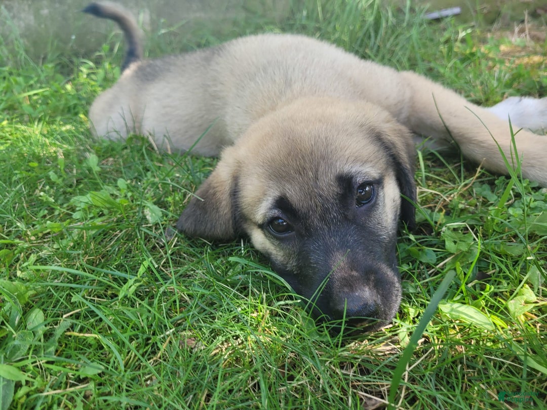 Gallery Image {{count}}