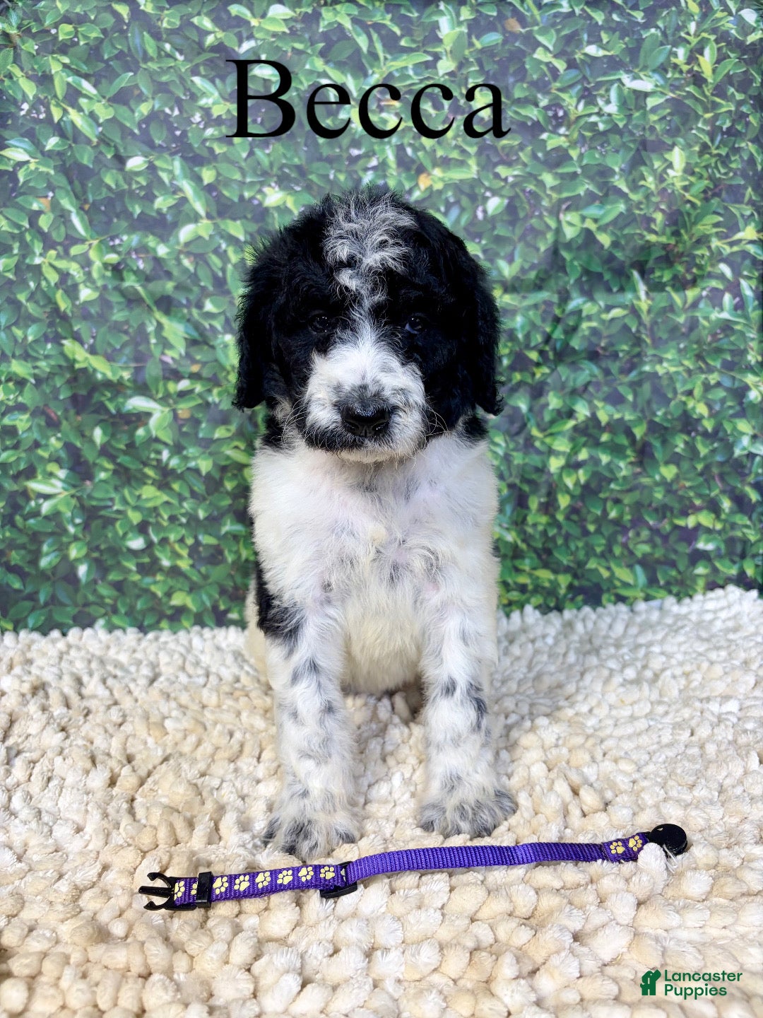 Saint Berdoodles dogs Becca - Ad 1