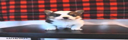 Welsh Corgi Pembroke dogs for sale: Garry  - Ad 1